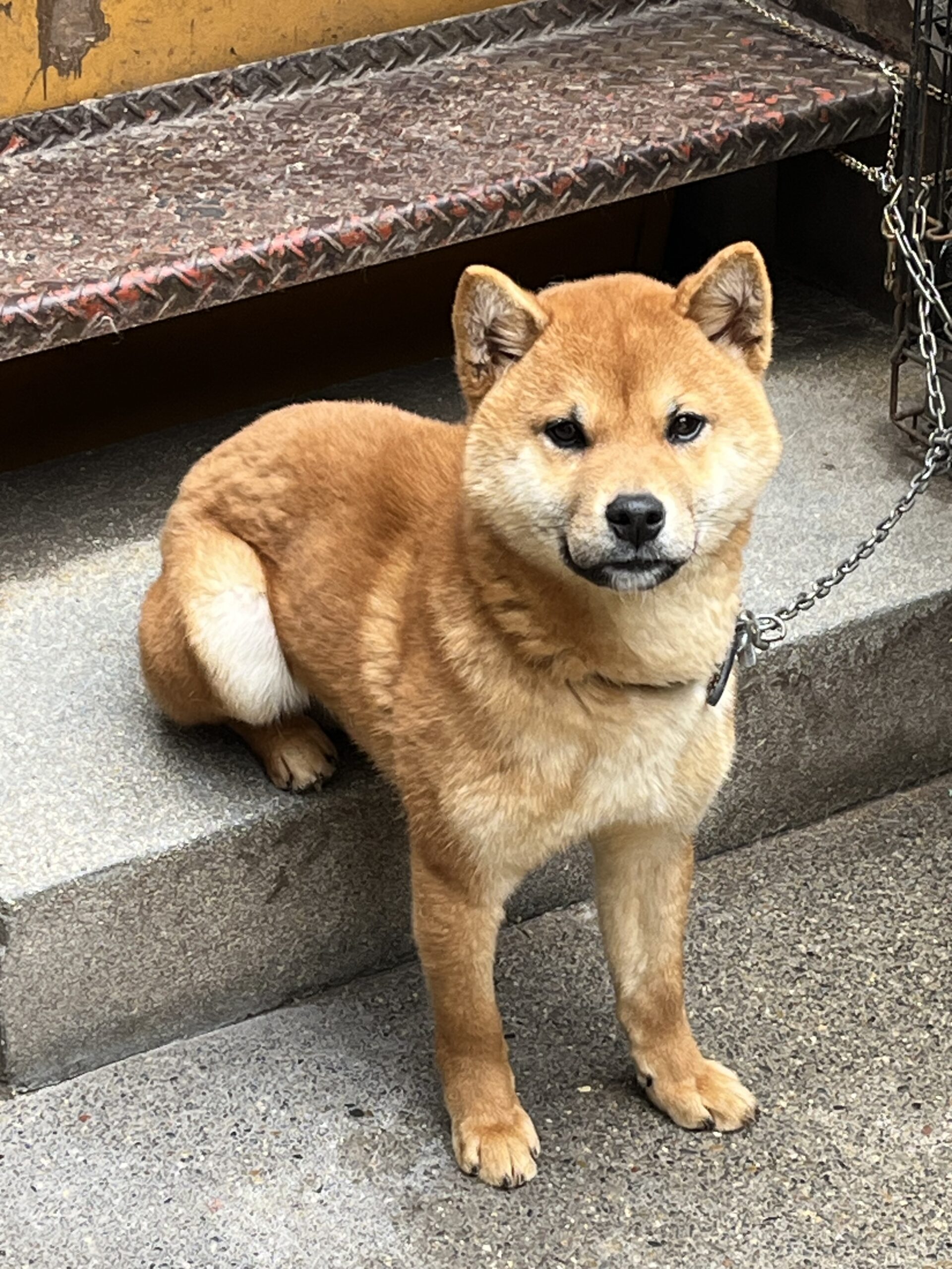 　雄　2025年（R.７年）８月20日生まれ